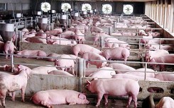 Giá heo hơi hôm nay 5/9: Miền Băc tiếp tục giảm, chưa có dấu hiệu tăng giá trở lại