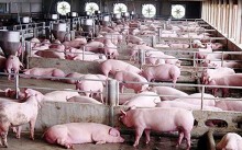Giá heo hơi hôm nay 1/10: Miền Bắc lại tăng giá, quay lại đỉnh 50.000 đồng/kg