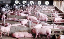 Giá heo hơi hôm nay 1/10: Miền Bắc lại tăng giá, quay lại đỉnh 50.000 đồng/kg