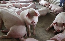 Giá heo hơi hôm nay 29/6: Có nơi xuống dưới 30.000 đồng/kg