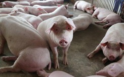 Giá heo hơi hôm nay 29/6: Có nơi xuống dưới 30.000 đồng/kg