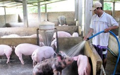 Chính thức ban hành mức hỗ trợ dịch tả châu Phi từ 25.000-30.000 đồng/kg