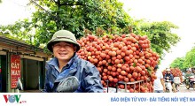 Doanh thu vải thiều Lục Ngạn phá vỡ mốc kỉ lục hơn 60 năm qua