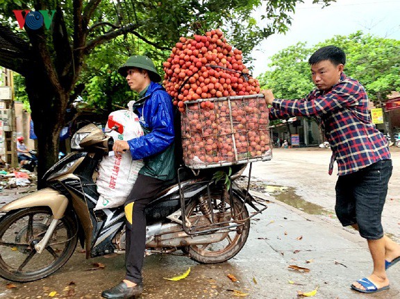 Doanh thu vải thiều Lục Ngạn phá vỡ mốc kỉ lục hơn 60 năm qua - Ảnh 2. Doanh thu vải thiều Lục Ngạn phá vỡ mốc kỉ lục hơn 60 năm qua - Ảnh 2.