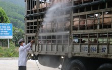 Đà Nẵng xuất hiện dịch tả lợn châu Phi