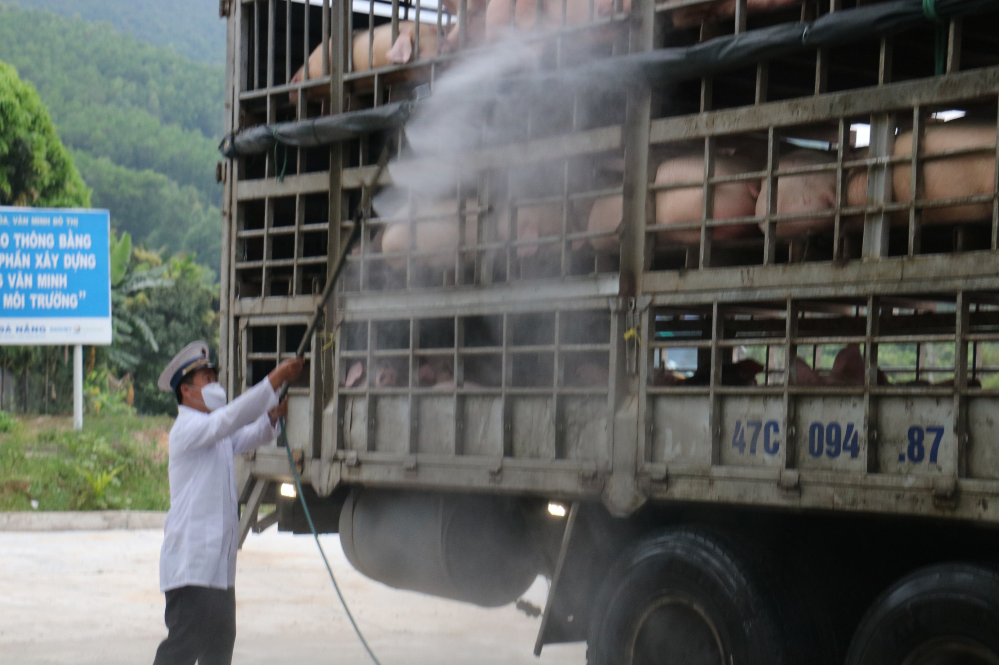 Đà Nẵng xuất hiện dịch tả lợn châu Phi - Ảnh 1. Đà Nẵng xuất hiện dịch tả lợn châu Phi - Ảnh 1.