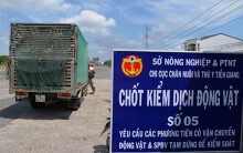 Tỉnh Long An chốt chặn khắp nơi vì dịch tả châu Phi đã tấn công Tiền Giang