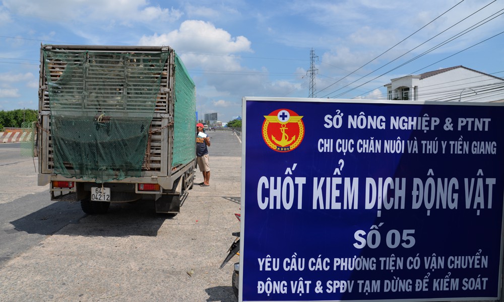 Tỉnh Long An chốt chặn khắp nơi vì dịch tả châu Phi đã tấn công Tiền Giang - Ảnh 1. Tỉnh Long An chốt chặn khắp nơi vì dịch tả châu Phi đã tấn công Tiền Giang - Ảnh 1.