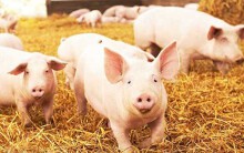 Giá heo hơi hôm nay 1/7: Đầu tháng không mấy khả quan, giá giảm mạnh khắp nơi