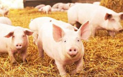 Giá heo hơi hôm nay 1/7: Đầu tháng không mấy khả quan, giá giảm mạnh khắp nơi