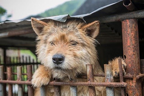 Chợ thịt chó nổi tiếng Hàn Quốc chính thức đóng cửa - Ảnh 2. Chợ thịt chó nổi tiếng Hàn Quốc chính thức đóng cửa - Ảnh 2.