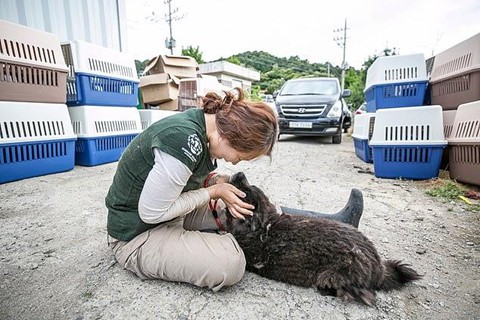 Chợ thịt chó nổi tiếng Hàn Quốc chính thức đóng cửa - Ảnh 8. Chợ thịt chó nổi tiếng Hàn Quốc chính thức đóng cửa - Ảnh 8.