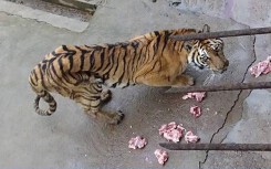 Người đàn ông bị hổ cắn đứt 2 cánh tay trong khu du lịch ở Bình Dương