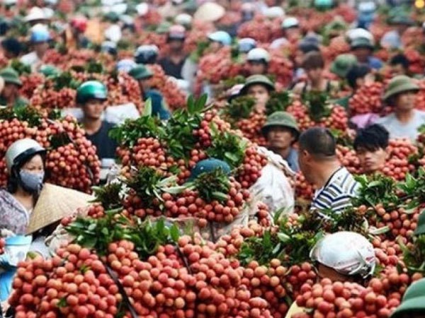 Trung Quốc chỉ mua trái cây Việt Nam… không có lá? - Ảnh 1. Trung Quốc chỉ mua trái cây Việt Nam… không có lá? - Ảnh 1.
