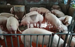 Giá heo hơi hôm nay 7/6: Miền Bắc có nơi tăng 5.000 đồng/kg