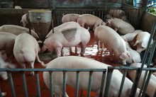 Giá heo hơi hôm nay 12/6: Miền Bắc chững giá, miền Nam tiếp tục đi lên