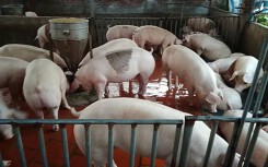 Giá heo hơi hôm nay 23/6: Giá cả nước cùng đi xuống