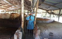 Dịch tả heo châu Phi tấn công Trà Vinh, miền Tây chỉ còn Long An và Bến Tre chưa xảy ra dịch