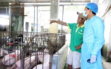 Đến lượt Bình Thuận xuất hiện dịch tả châu Phi, 14 cơ sở giết mổ bị dừng hoạt động