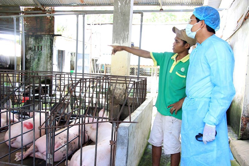 Đến lượt Bình Thuận xuất hiện dịch tả châu Phi, 14 cơ sở giết mổ bị dừng hoạt động - Ảnh 1. Đến lượt Bình Thuận xuất hiện dịch tả châu Phi, 14 cơ sở giết mổ bị dừng hoạt động - Ảnh 1.