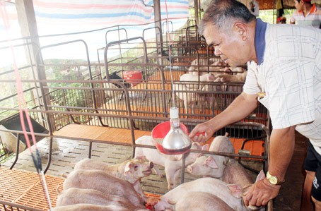 Đến lượt Bình Thuận xuất hiện dịch tả châu Phi, 14 cơ sở giết mổ bị dừng hoạt động - Ảnh 2. Đến lượt Bình Thuận xuất hiện dịch tả châu Phi, 14 cơ sở giết mổ bị dừng hoạt động - Ảnh 2.