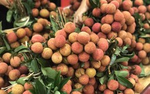 Vải thiều mất mùa giá cao gấp 3-4 lần