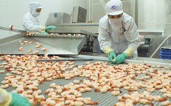 Bị nghi né thuế chống bán phá giá của Mỹ, ‘vua tôm’ Minh Phú nói gì?