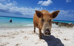 Bãi biển thiên đường ở Curacao đông khách nhờ… hai chú lợn