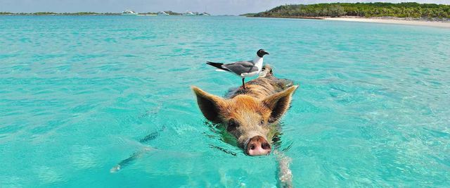 Bãi biển thiên đường ở Curacao đông khách nhờ… hai chú lợn - Ảnh 4. Bãi biển thiên đường ở Curacao đông khách nhờ… hai chú lợn - Ảnh 4.