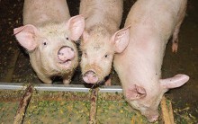 Dự báo giá heo hơi 2/7: Người chăn nuôi được hỗ trợ tối đa 30.000 đồng/kg khi mắc dịch tả châu Phi