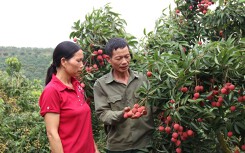 Bắc Giang thu hơn 6.500 tỉ đồng mùa vải năm 2019