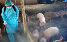 Hơn 3,3 triệu con heo đã bị tiêu hủy, an toàn sinh học là vũ khí duy nhất phòng chống dịch tả heo châu Phi