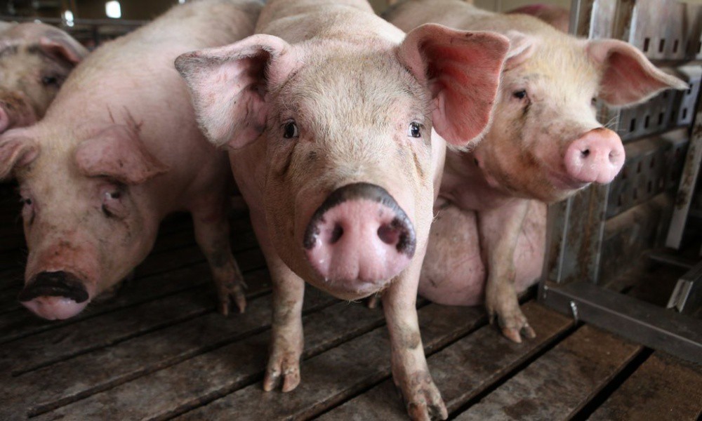 2113_PIGS-1-jumbo 2113_PIGS-1-jumbo