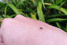 Người thành phố gặp phiền toái ít ngờ khi làm nhà vườn ngoại ô