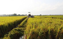 Dân Sài Gòn ở 11 quận, huyện được chuyển hơn 1.000 ha diện tích đất trồng lúa