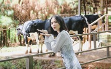 Trang trại bò sữa nghìn góc 'sống ảo' đẹp tựa trời Âu ở Đà Lạt