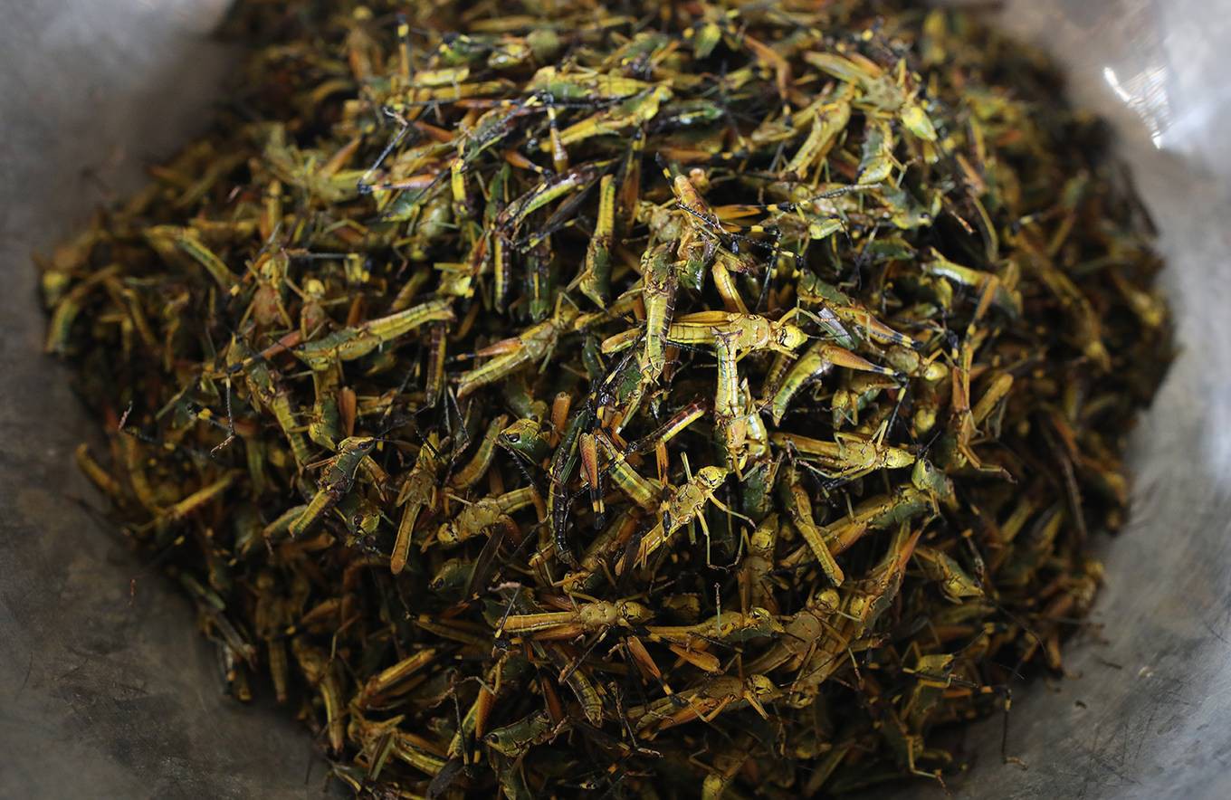 Chợ côn trùng ở vùng cao Tây Bắc - Ảnh 4. Chợ côn trùng ở vùng cao Tây Bắc - Ảnh 4.