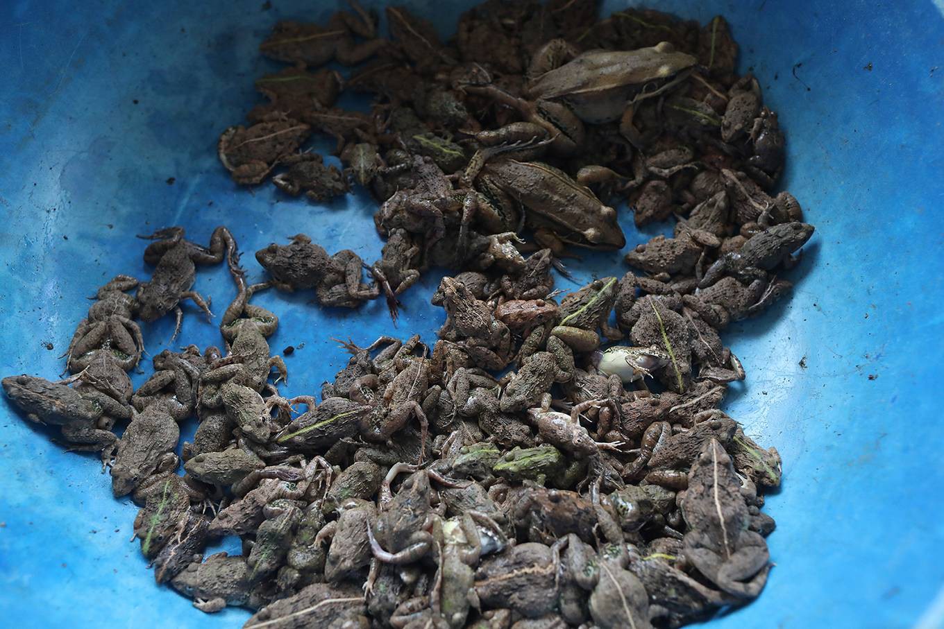 Chợ côn trùng ở vùng cao Tây Bắc - Ảnh 6. Chợ côn trùng ở vùng cao Tây Bắc - Ảnh 6.