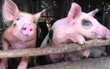 Dự báo giá heo hơi ngày 15/7: 10/11 huyện, thành phố của Đồng Nai có dịch tả heo châu Phi