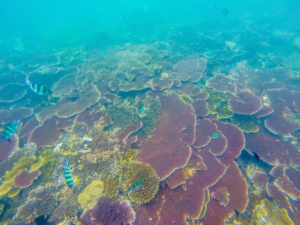 Corals-Belitung Corals-Belitung