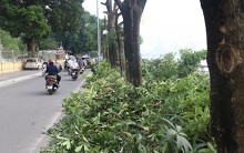 Người dân Trích Sài nói gì về việc di chuyển cây hoa sữa lên trồng tại Nam Sơn