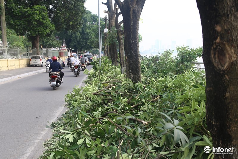 Người dân Trích Sài nói gì về việc di chuyển cây hoa sữa lên trồng tại Nam Sơn - Ảnh 1.