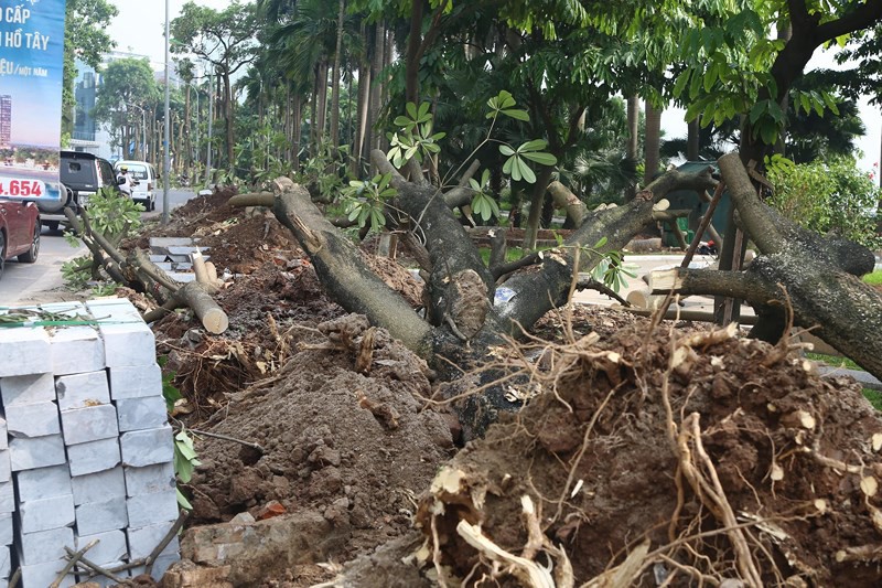 Người dân Trích Sài nói gì về việc di chuyển cây hoa sữa lên trồng tại Nam Sơn - Ảnh 10.
