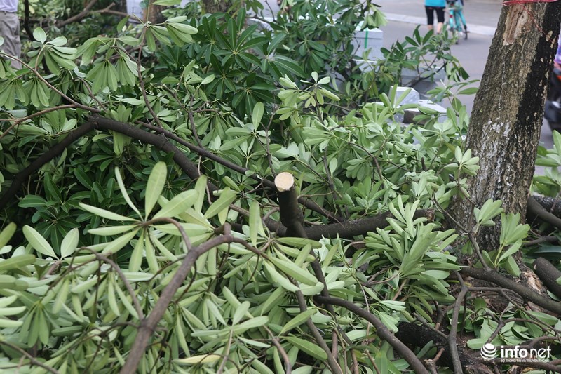 Người dân Trích Sài nói gì về việc di chuyển cây hoa sữa lên trồng tại Nam Sơn - Ảnh 2.