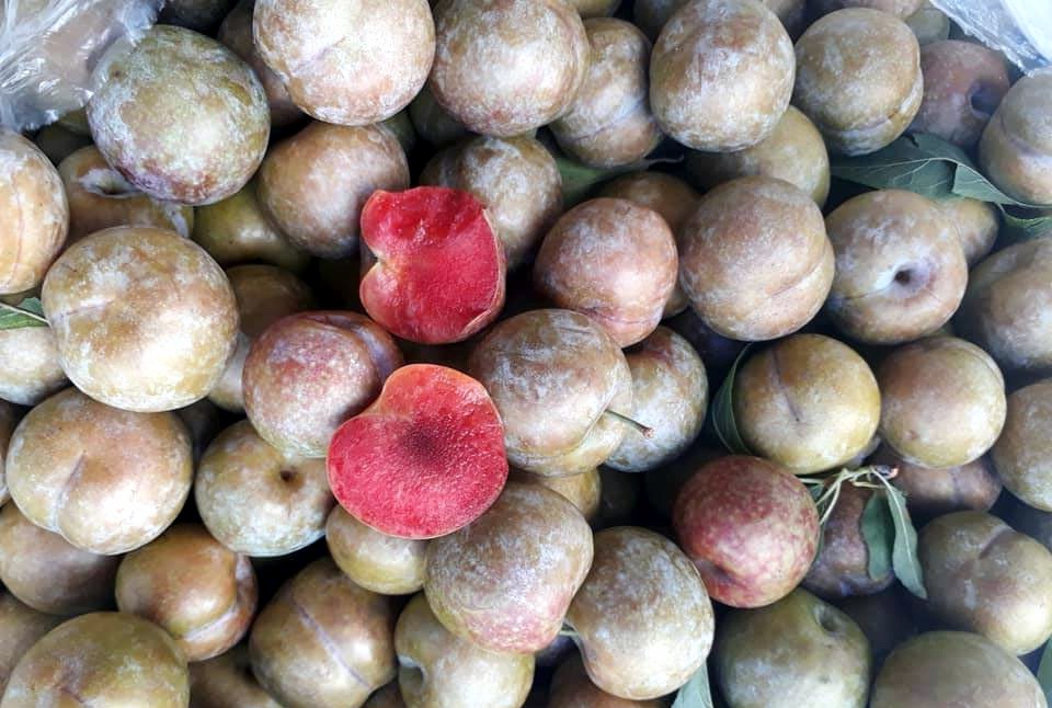 Lừa bán đặc sản Sa Pa, người Việt ăn hết 3.000 tấn mận Trung Quốc - Ảnh 2. Lừa bán đặc sản Sa Pa, người Việt ăn hết 3.000 tấn mận Trung Quốc - Ảnh 2.