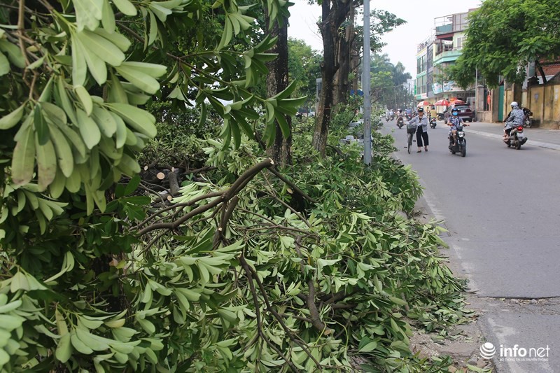 Người dân Trích Sài nói gì về việc di chuyển cây hoa sữa lên trồng tại Nam Sơn - Ảnh 3.
