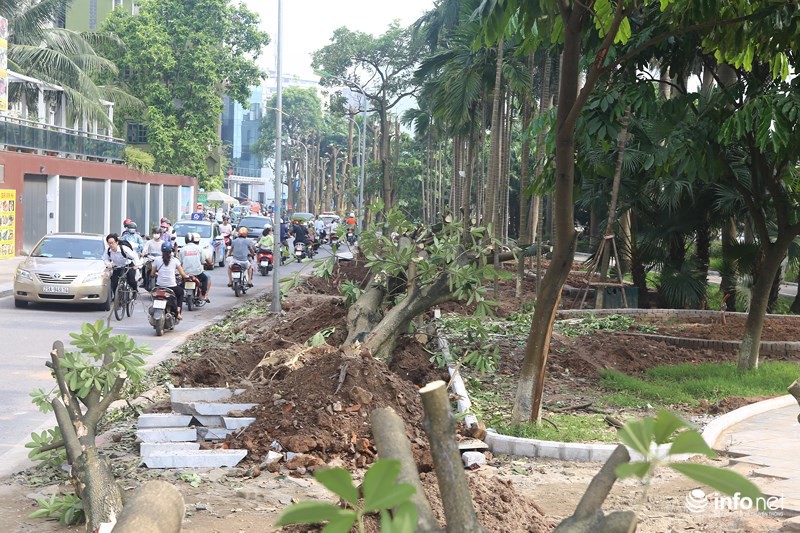 Người dân Trích Sài nói gì về việc di chuyển cây hoa sữa lên trồng tại Nam Sơn - Ảnh 4.