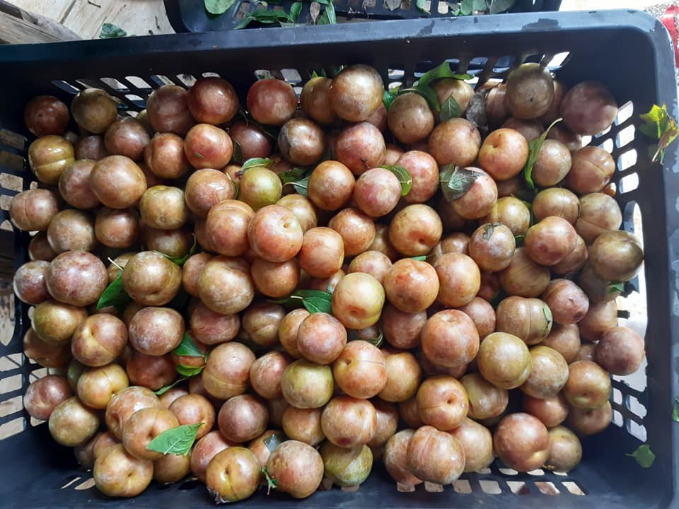 Lừa bán đặc sản Sa Pa, người Việt ăn hết 3.000 tấn mận Trung Quốc - Ảnh 4. Lừa bán đặc sản Sa Pa, người Việt ăn hết 3.000 tấn mận Trung Quốc - Ảnh 4.