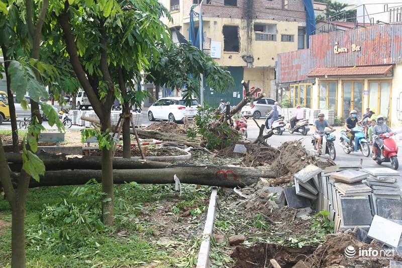 Người dân Trích Sài nói gì về việc di chuyển cây hoa sữa lên trồng tại Nam Sơn - Ảnh 5.