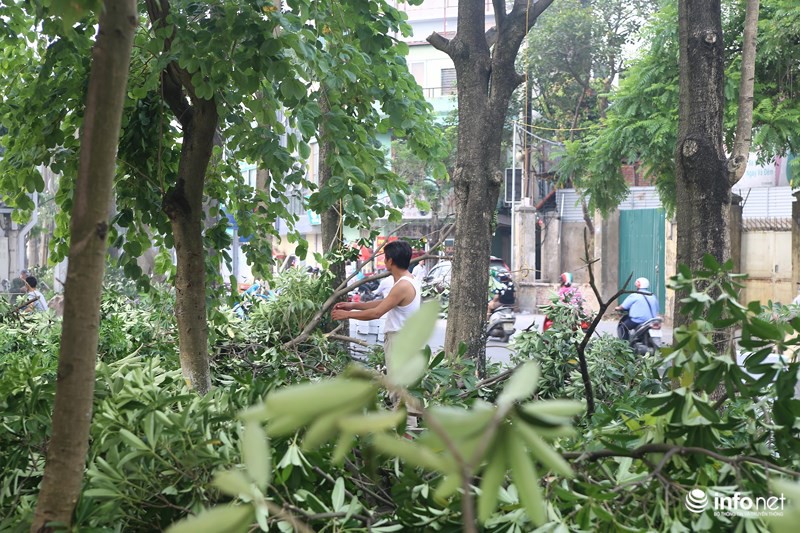 Người dân Trích Sài nói gì về việc di chuyển cây hoa sữa lên trồng tại Nam Sơn - Ảnh 6.